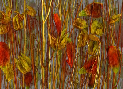  de Antonius Antonius