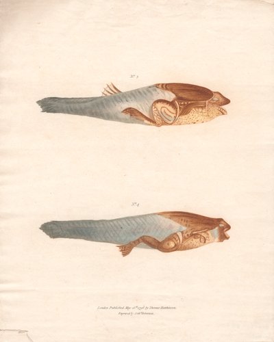 N.º 3 e 4 nas 8 fases de crescimento do Sapo Suriname de Archibald Robertson