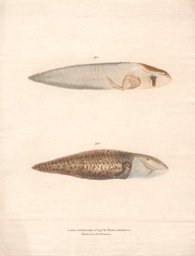 Nº 5 e Nº 6 nas 8 fases de crescimento do Sapo Suriname de Archibald Robertson