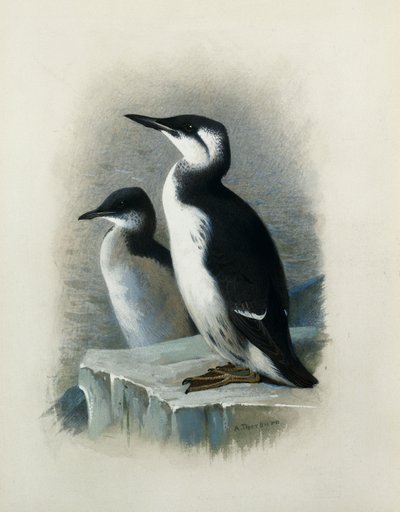 Guillemot de um Brunnich de Archibald Thorburn
