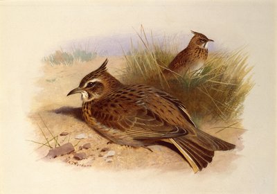 Uma cotovia com crista, pássaros britânicos de Archibald Thorburn