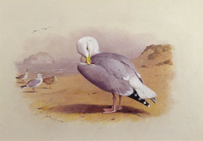 Uma gaivota de arenque numa praia com a rocha Bass Rock Beyond (aguarela) de Archibald Thorburn