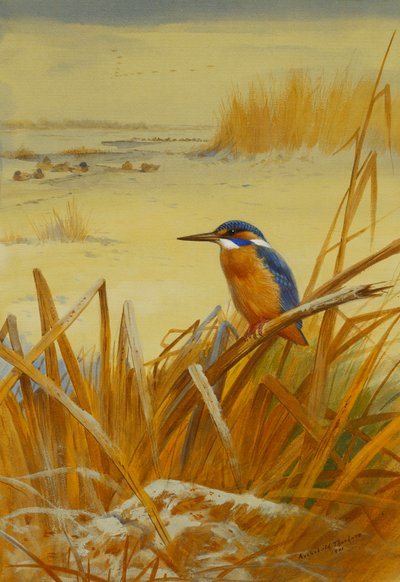 Um Kingfisher entre Juncos no Inverno de Archibald Thorburn