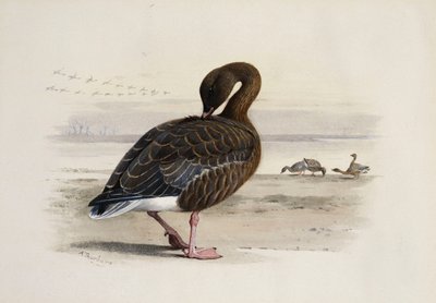 Um ganso de pés rosados de Archibald Thorburn