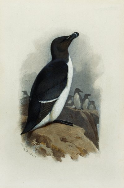 Um Razorbill de Archibald Thorburn