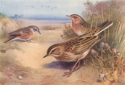 Alfacinha, papagaio de garganta vermelha, papagaio de Richard (litografia a cores) de Archibald Thorburn