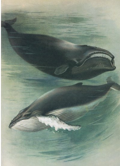 Baleia Branca Atlântica e Baleia Baiacu, de Mamíferos de Thorburn, publicado por Longmans and Co, c. 1920 de Archibald Thorburn
