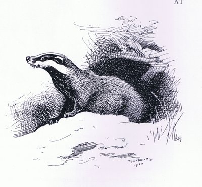 Badger, pub. por Book Club Associates de Archibald Thorburn