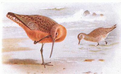 Barweed de cauda, de aves das ilhas britânicas e seus ovos publicado por Frederick Warne & Co Ltd, 1958 de Archibald Thorburn