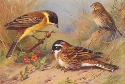 Bunting de cabeça preta, Corn-Bunting, Bunting rústico (litografia a cores) de Archibald Thorburn