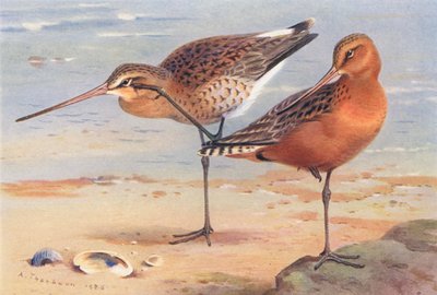 Maçarico de cauda preta (verão), Maçarico de cauda de bar (verão) (litografia a cores) de Archibald Thorburn