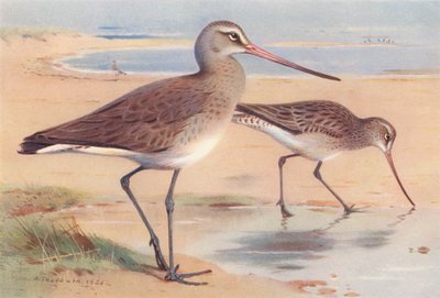 Maçarico de cauda preta (inverno), Maçarico de cauda de bar (inverno) (litografia a cores) de Archibald Thorburn