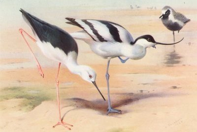 Pernilongo, alfaiate, tarambola-cinzenta (verão) (litografia a cores) de Archibald Thorburn