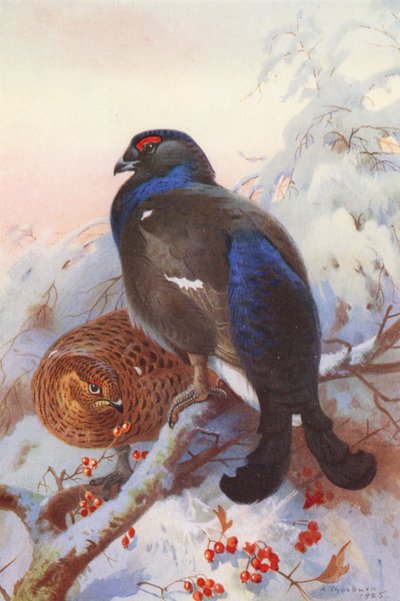 Galo silvestre (macho e fêmea) (litografia a cores) de Archibald Thorburn