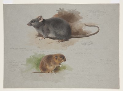 Rato preto e orkney vole, c.1915 (aquarela e cor de corpo sobre lápis sobre papel) de Archibald Thorburn
