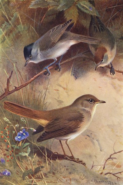 Toutinegra (macho e fêmea), Rouxinol (litografia a cores) de Archibald Thorburn