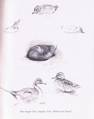 Teal alado azul, Garganey, teal, pato selvagem e arrabio, 1938 de Archibald Thorburn
