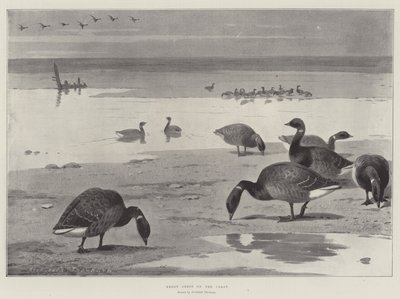 Brent Geese na costa de Archibald Thorburn