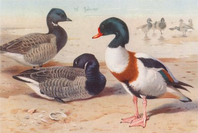 Ganso de Brent, Pato-real (litografia a cores) de Archibald Thorburn