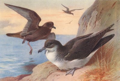 Alma-negra de Bulwer, cagarra (litografia a cores) de Archibald Thorburn