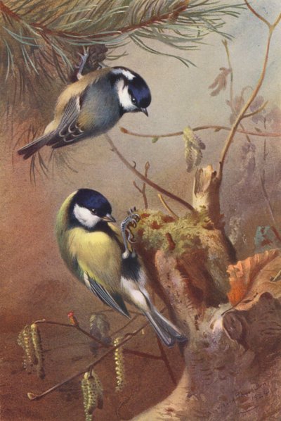 Rato-carvoeiro, chapim-real (litografia a cores) de Archibald Thorburn