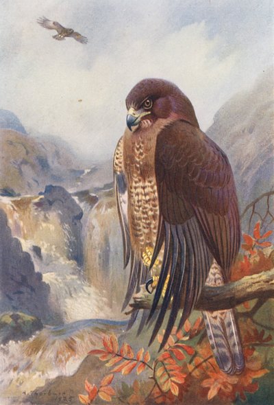 Abutre-comum (litografia a cores) de Archibald Thorburn