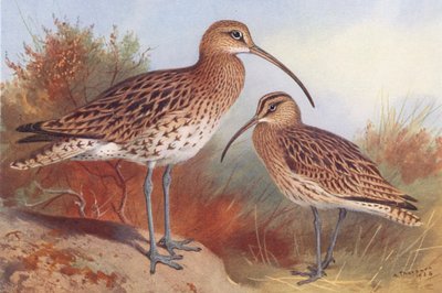 Maçarico-real, Maçarico-de-bico-vermelho (litografia a cores) de Archibald Thorburn