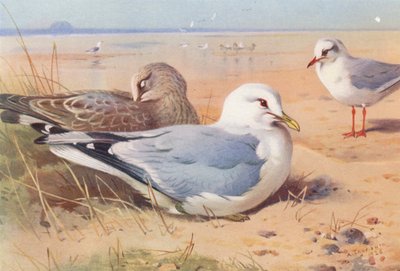 Gaivota-comum (adulto e jovem), Gaivota-de-cabeça-preta (inverno) (litografia a cores) de Archibald Thorburn