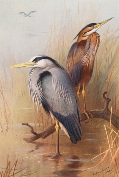 Garça-real, Garça-vermelha (litografia a cores) de Archibald Thorburn