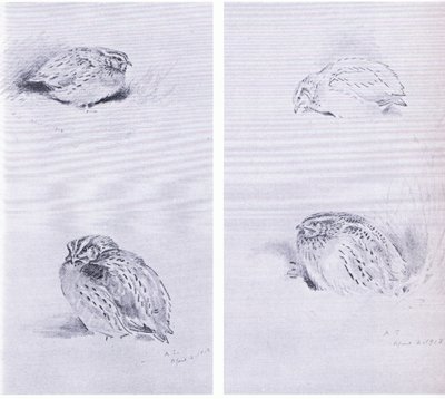 Common Partridge and Quail, pub. por Book Club Associates de Archibald Thorburn