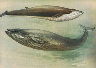 Rorqual Comum, Sibbalds Rorqual ou Baleia Azul, de Thorburns Mammals publicado por Longmans and Co, c. 1920 de Archibald Thorburn