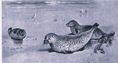 Selo Comum, Nature in Britain publicado pela Collins de Archibald Thorburn
