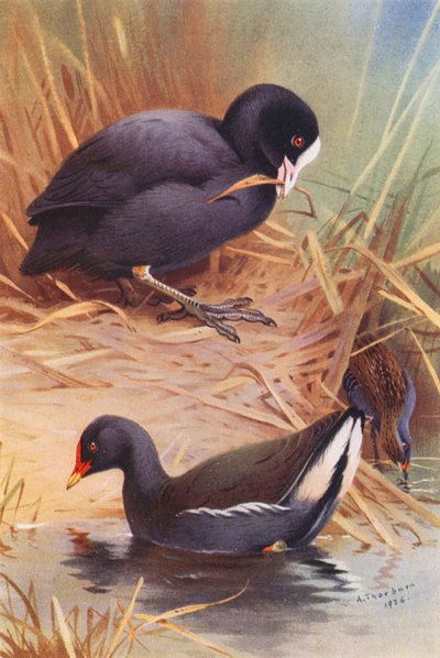 Coot Moor-Hen, Crake de Baillon (litografia a cores) de Archibald Thorburn