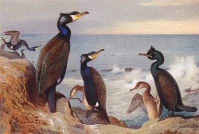 Cormorão (adulto e imaturo), Shag (adulto e imaturo) (litografia a cores) de Archibald Thorburn