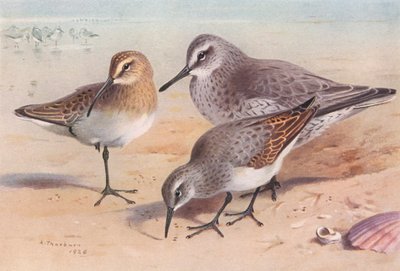 Maçarico-das-areias (imaturo, outono), Maçarico-das-areias (inverno), Pardal-das-areias (inverno) (litografia a cores) de Archibald Thorburn