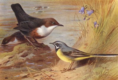 Urso de água doce, alvéola cinzenta (litografia a cores) de Archibald Thorburn