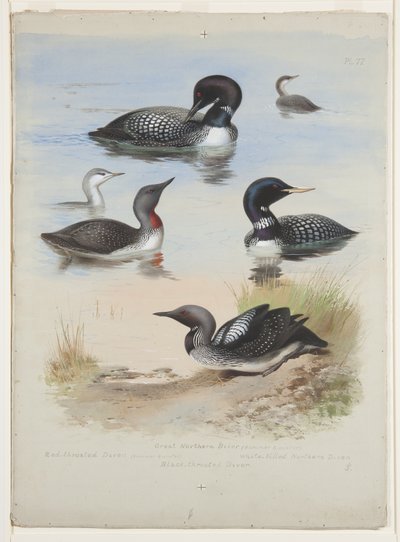 Divers, c.1915 (aquarela e cor de corpo sobre lápis sobre papel) de Archibald Thorburn