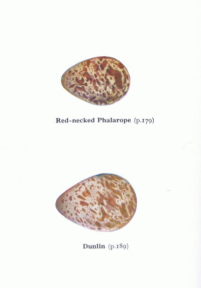 Ovos: Falaropo de pescoço vermelho e Dunlin, de pássaros das Ilhas Britânicas e seus ovos publicados por Frederick Warne & Co Ltd, 1958 de Archibald Thorburn