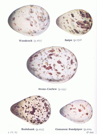 Ovos: Galinhola; Narceja, Maçarico de Pedra, Redshank, Maçarico Comum, de Pássaros das Ilhas Britânicas e Seus Ovos publicado por Frederick Warne & Co Ltd, 1958 de Archibald Thorburn
