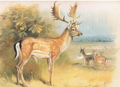 Fallow Deer, de Thorburns Mammals publicado por Longmans and Co, c. 1920 de Archibald Thorburn