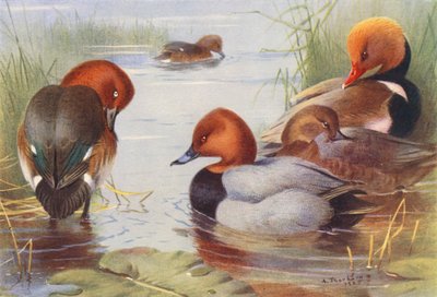 Pato-ferruginoso (macho e fêmea), Pato-de-bico-comprido (macho e fêmea), Pato-de-bico-vermelho (litografia a cores) de Archibald Thorburn