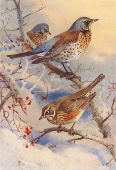 Pássaro de campo, Asa vermelha (litografia a cores) de Archibald Thorburn