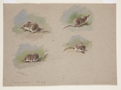 Quatro vinhetas de menor astúcia, c.1915 (aguarela e cor de corpo sobre lápis sobre papel) de Archibald Thorburn