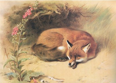 Fox with Foxgloves, da Thorburns Mammals, publicado por Longmans and Co, c. 1920 de Archibald Thorburn