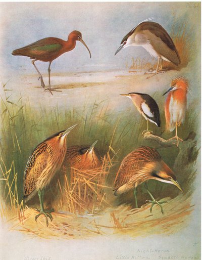 Íbis lustrosos, água-mãe comum, garça-real, garça-real, garça-real, bolinho americano, pub. por Book Club Associates, 1972 de Archibald Thorburn