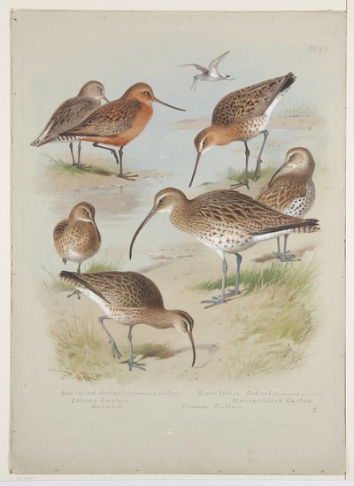 Godwits e caracóis, c.1915 (aguarela e cor de corpo sobre lápis a bordo) de Archibald Thorburn