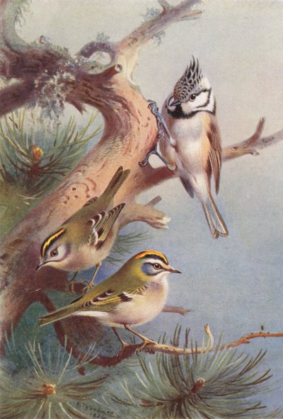 Peito-de-dourado, Peito-de-fogo, Chapim-de-crista (litografia a cores) de Archibald Thorburn