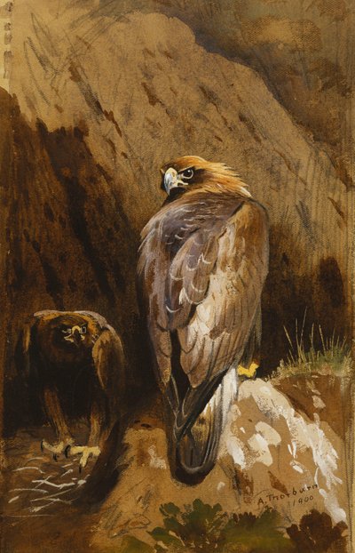 Águias douradas em seu ninho de Archibald Thorburn