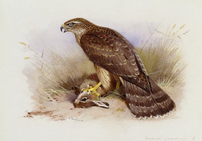 Açor de Archibald Thorburn