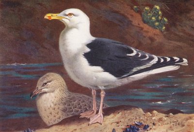 Gaivota de dorso negro (adulto e jovem) (litografia a cores) de Archibald Thorburn